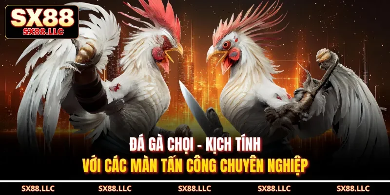 Đá Gà Tre Sx88 - Khám Phá Trận Đấu Kịch Tính, Chân Thực - GOJIXE