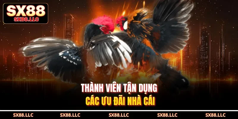 Đá Gà Chọi - Kịch Tính Với Các Màn Tấn Công Chuyên Nghiệp Tại SX88 - GOJIXE