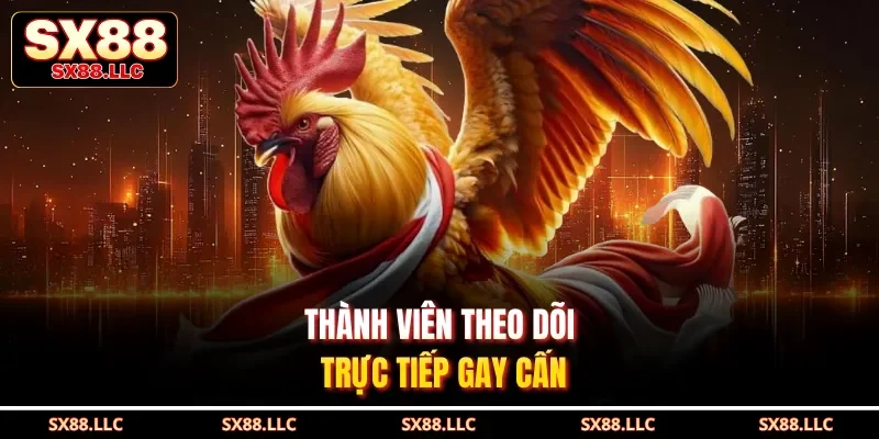 Đá Gà Chọi - Kịch Tính Với Các Màn Tấn Công Chuyên Nghiệp Tại SX88 - GOJIXE