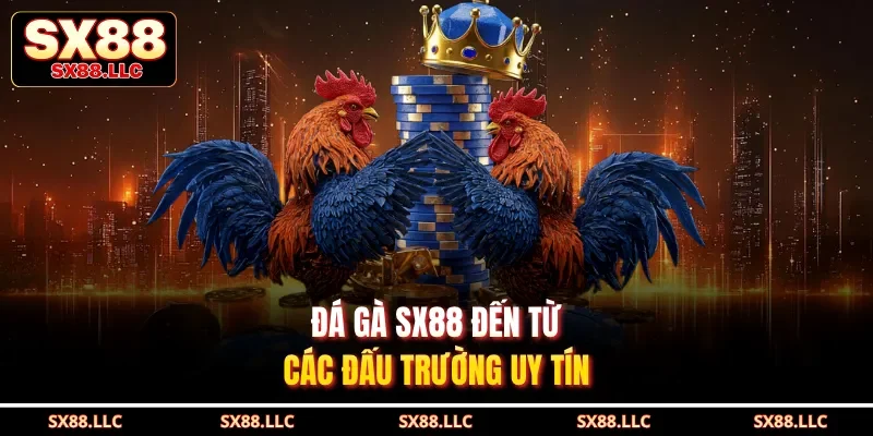 Đá Gà SX88 Mang Đến Những Trận Đấu Gay Cấn, Mãn Nhãn - GOJIXE