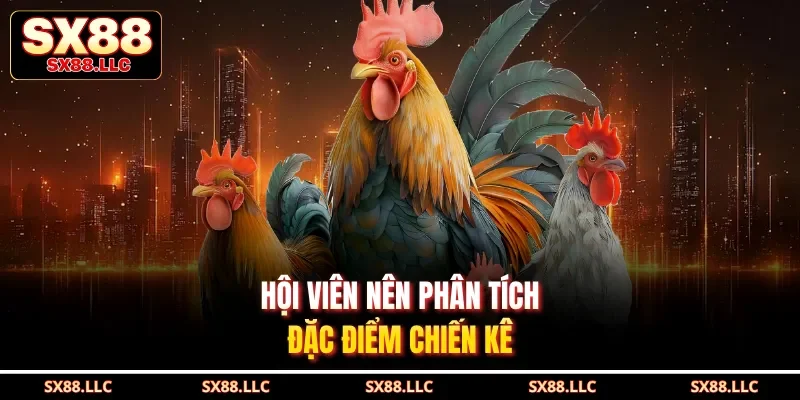 Đá Gà Thomo Nổi Bật Với Trận Chọi Kê Phong Cách Campuchia SX88 - GOJIXE