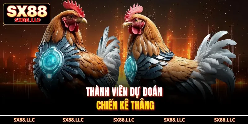 Đá Gà Thomo Nổi Bật Với Trận Chọi Kê Phong Cách Campuchia SX88 - GOJIXE